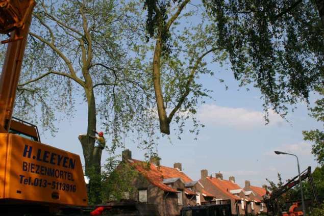 bomen rooien bomen kappen in Gelderland Aalst Aalten Aam Achterdrempt Achterhoek Achtersehoek Acquoy Aerdendenburg Aerdt Afferden Alem Alhpen Altforst Alverna Ammerzoden Ampsen Andelst Angeren Apeldoorn